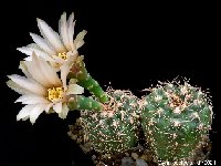 Gymnocalycium robustum cf. affine-HV-1511-21072702.jpg